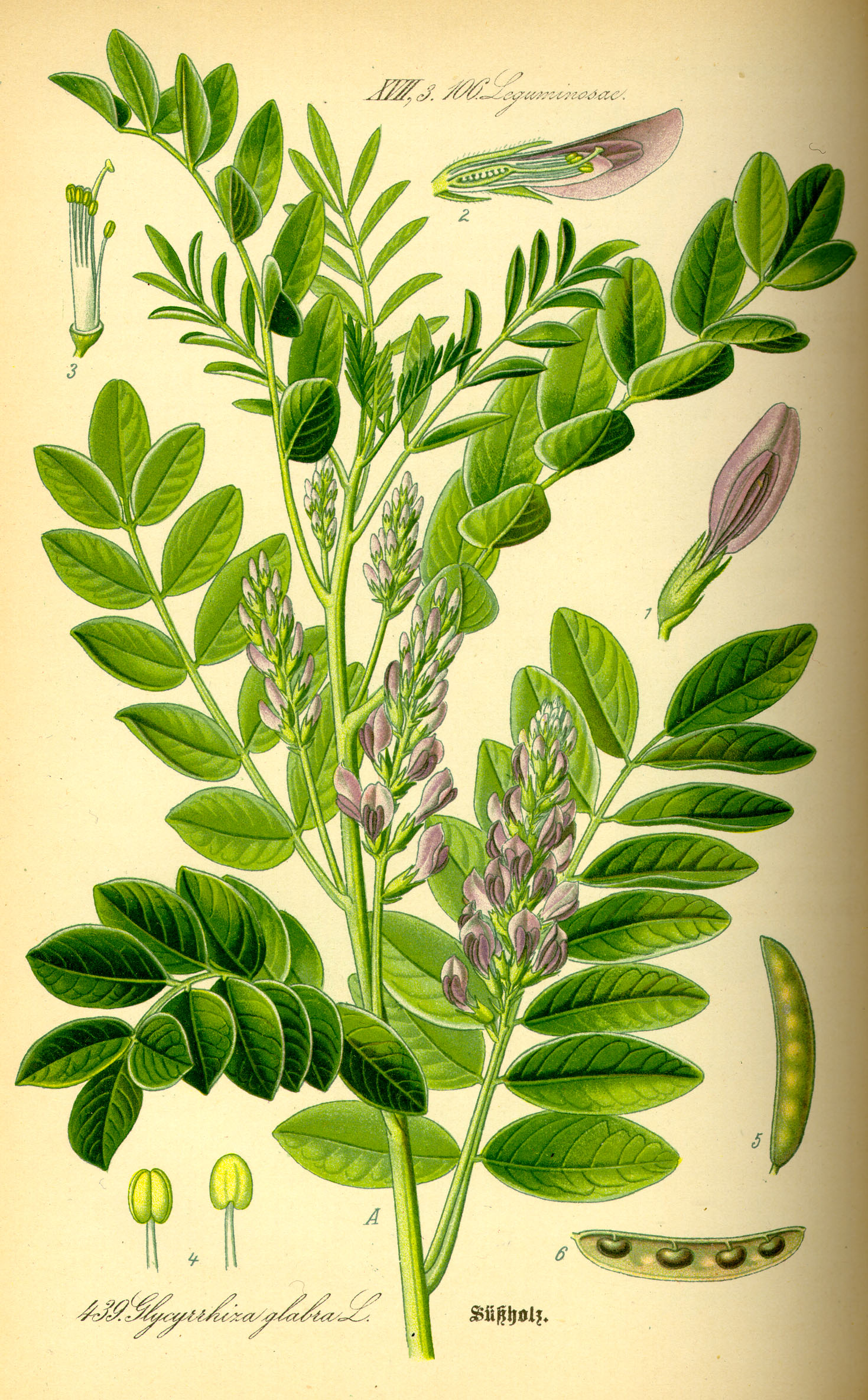 Süßholz (Glycyrrhiza glabra L.)