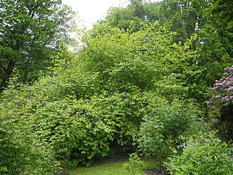 Virginische Zaubernuss (Hamamelis virginiana L.)