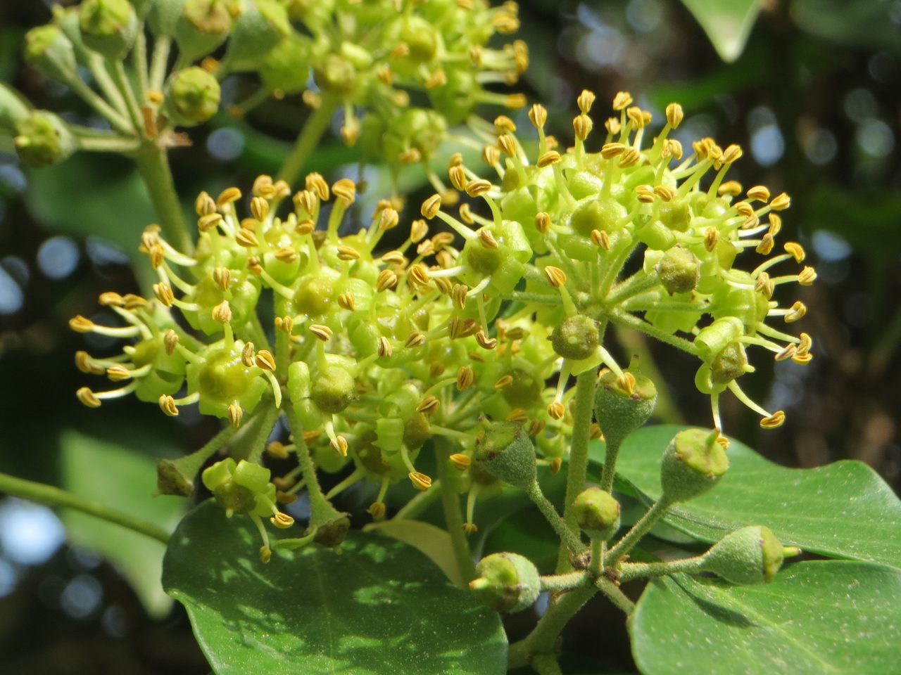 Gewöhnlicher Efeu (Hedera helix L.)
