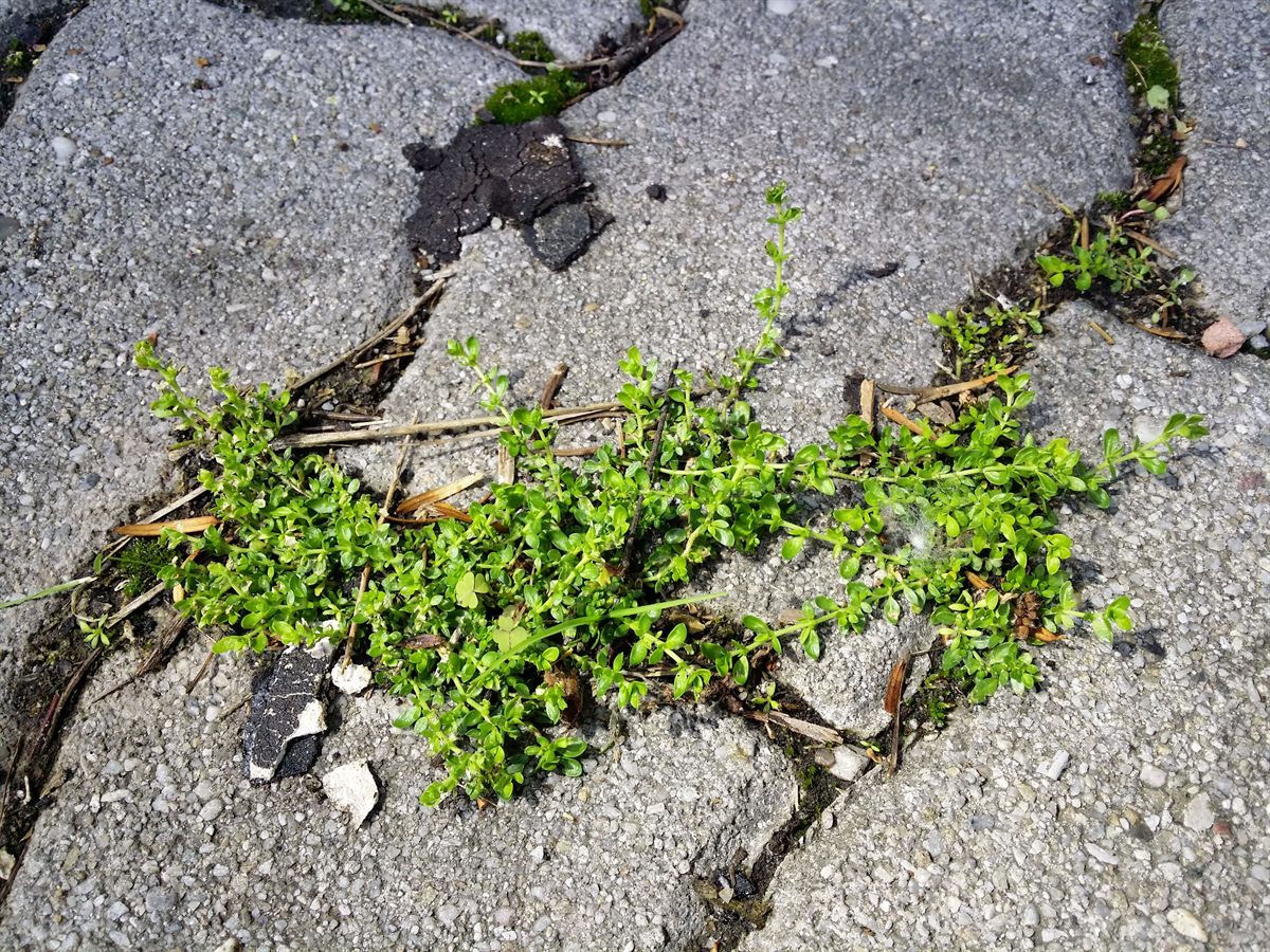 Kahles Bruchkraut (Herniaria glabra L.)