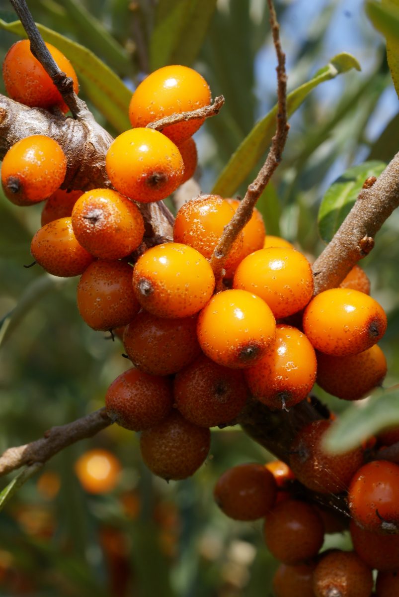 Sanddorn (Hippophae rhamnoides L.)