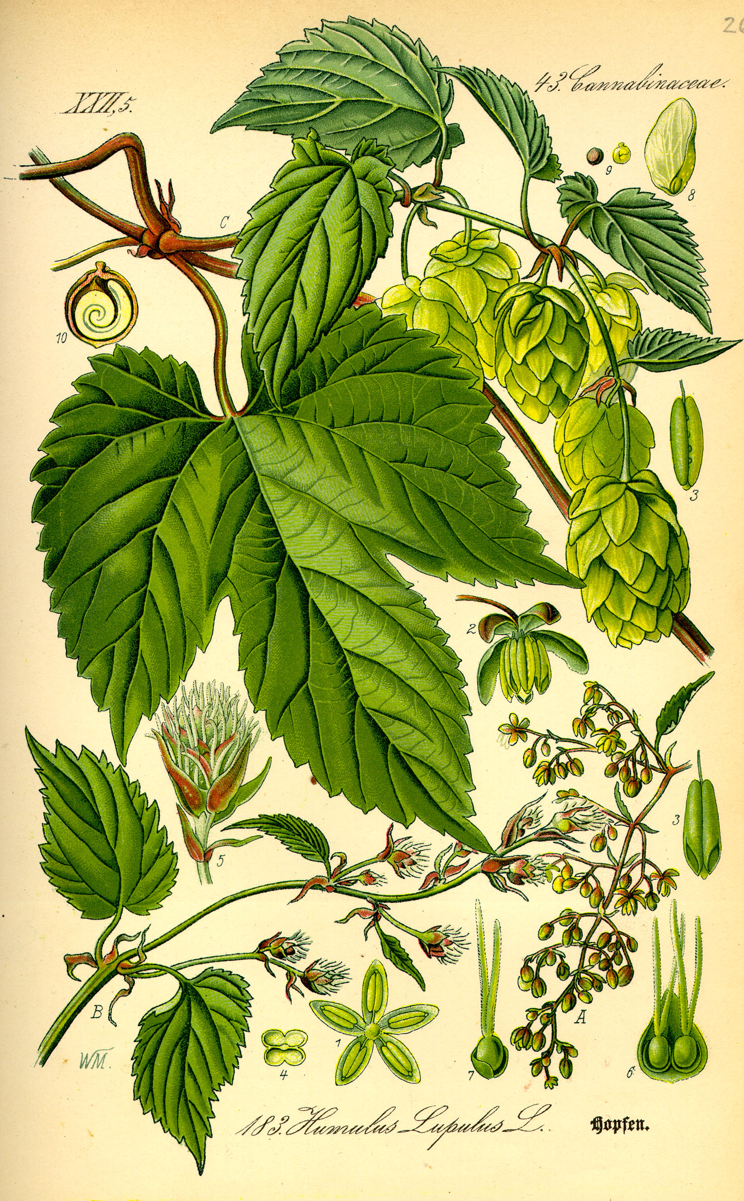 Echter Hopfen (Humulus lupulus L.)