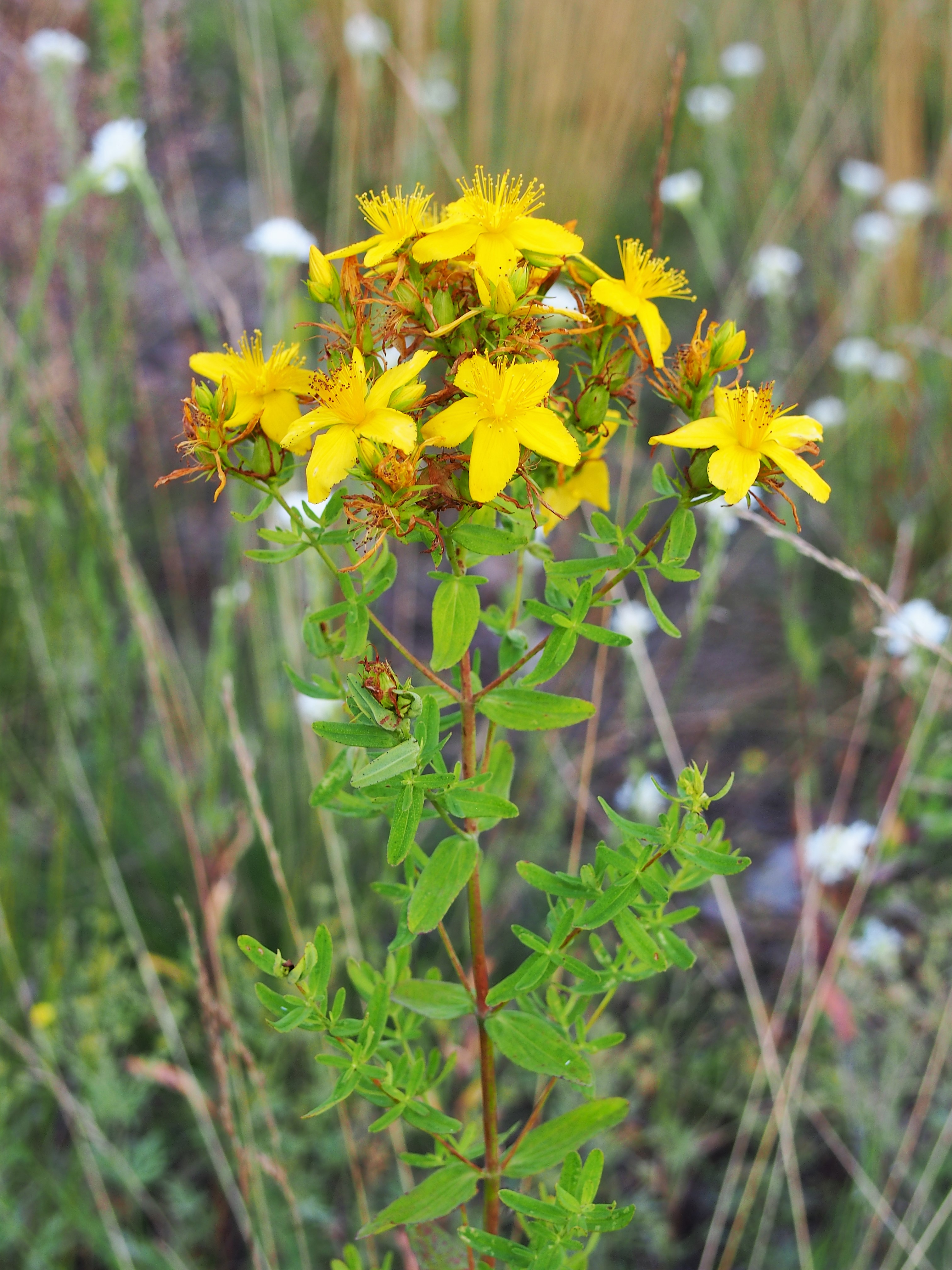 Johanniskraut (Hypericum perforatum L.)