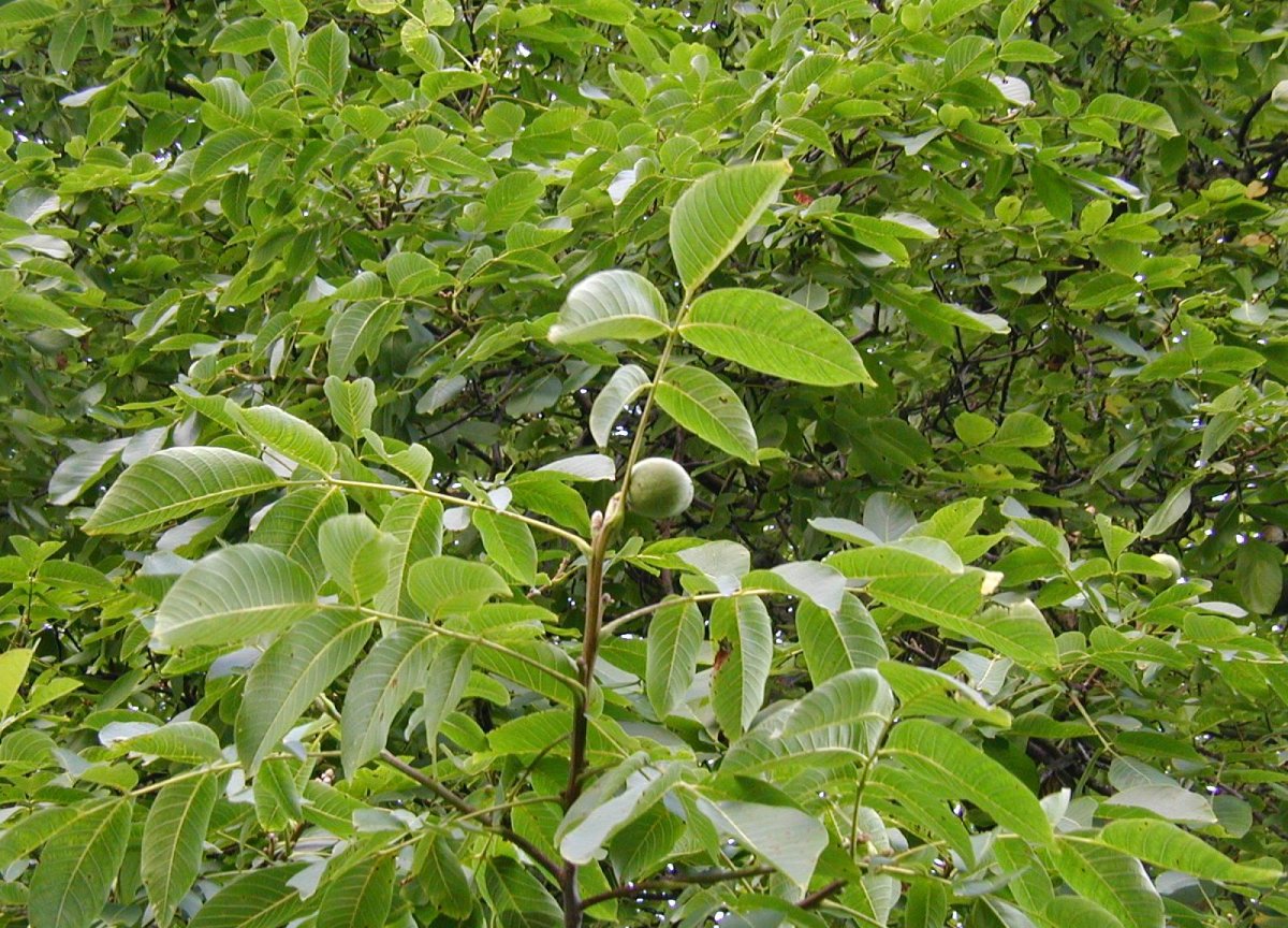 Echte Walnuss (Juglans regia L.)