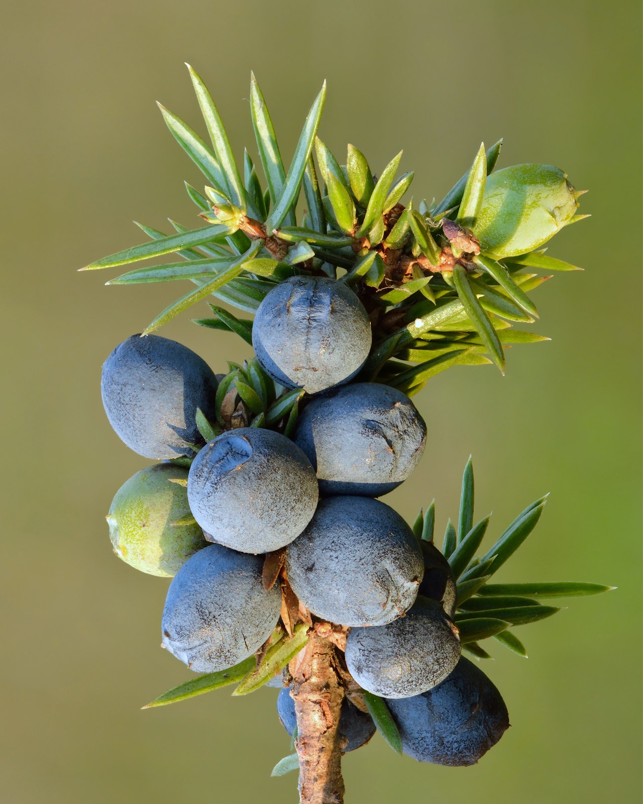 Wacholder (Juniperus communis L.)