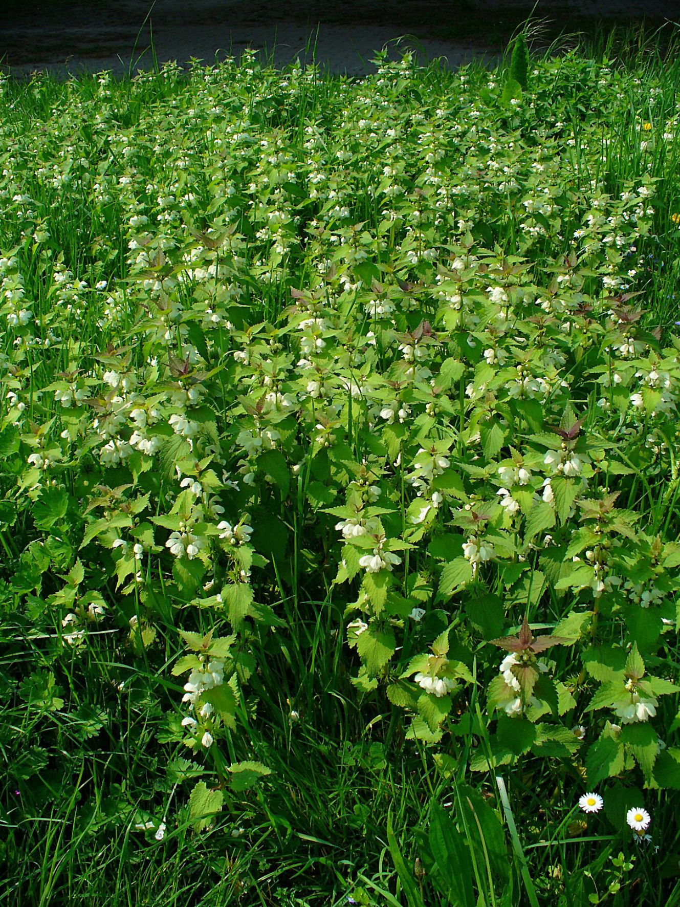 Weiße Taubnessel (Lamium album L.)