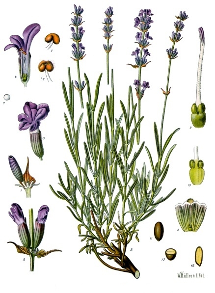 Echter Lavendel (Lavandula angustifolia Mill.)