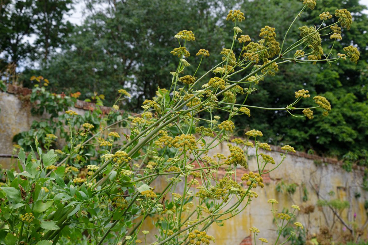 Liebstöckel (Levisticum officinale W.D.J.Koch)