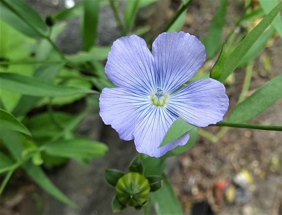 Lein (Linum usitatissimum L.)