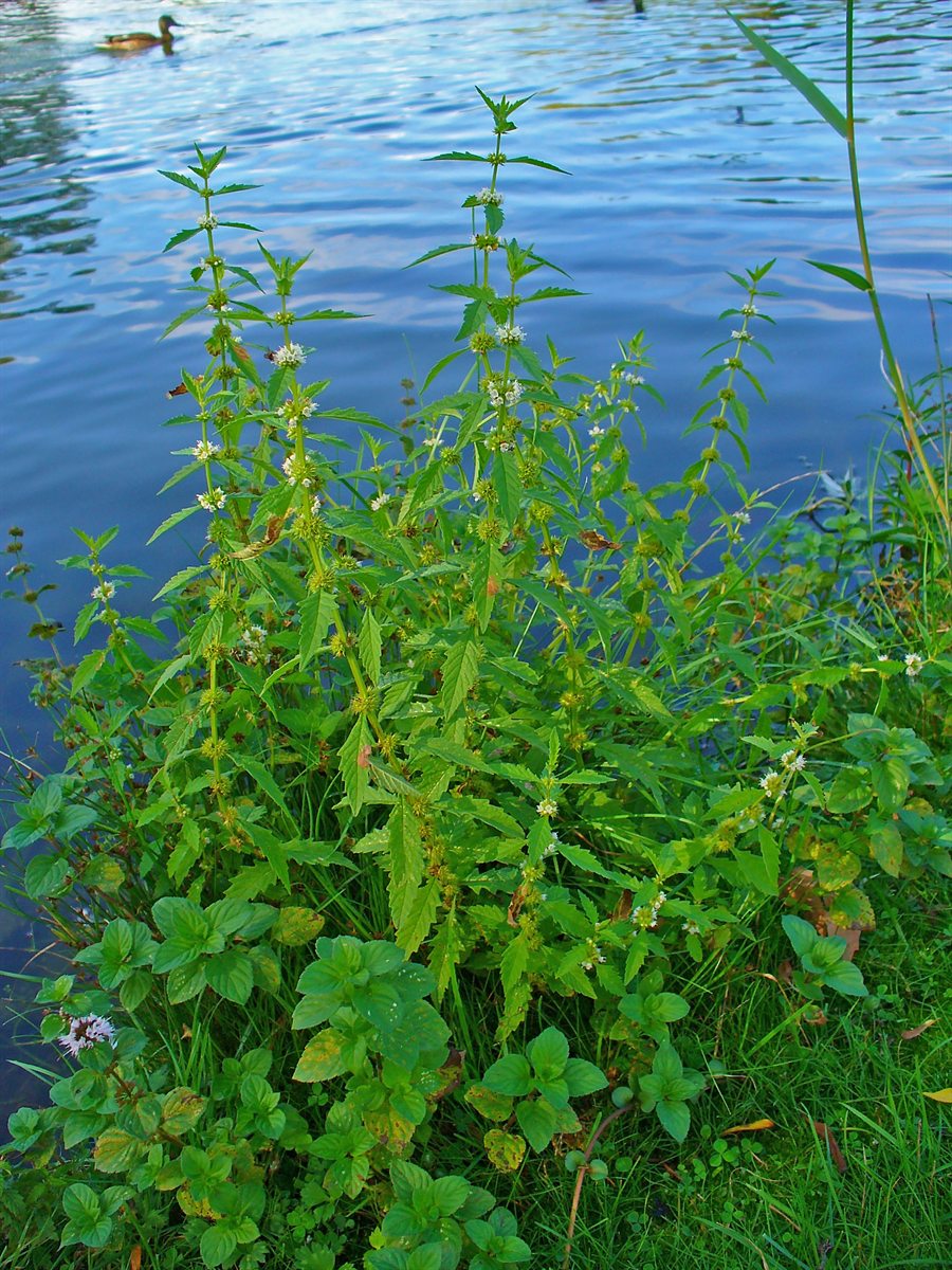 Ufer-Wolfstrapp (Lycopus europaeus L.)