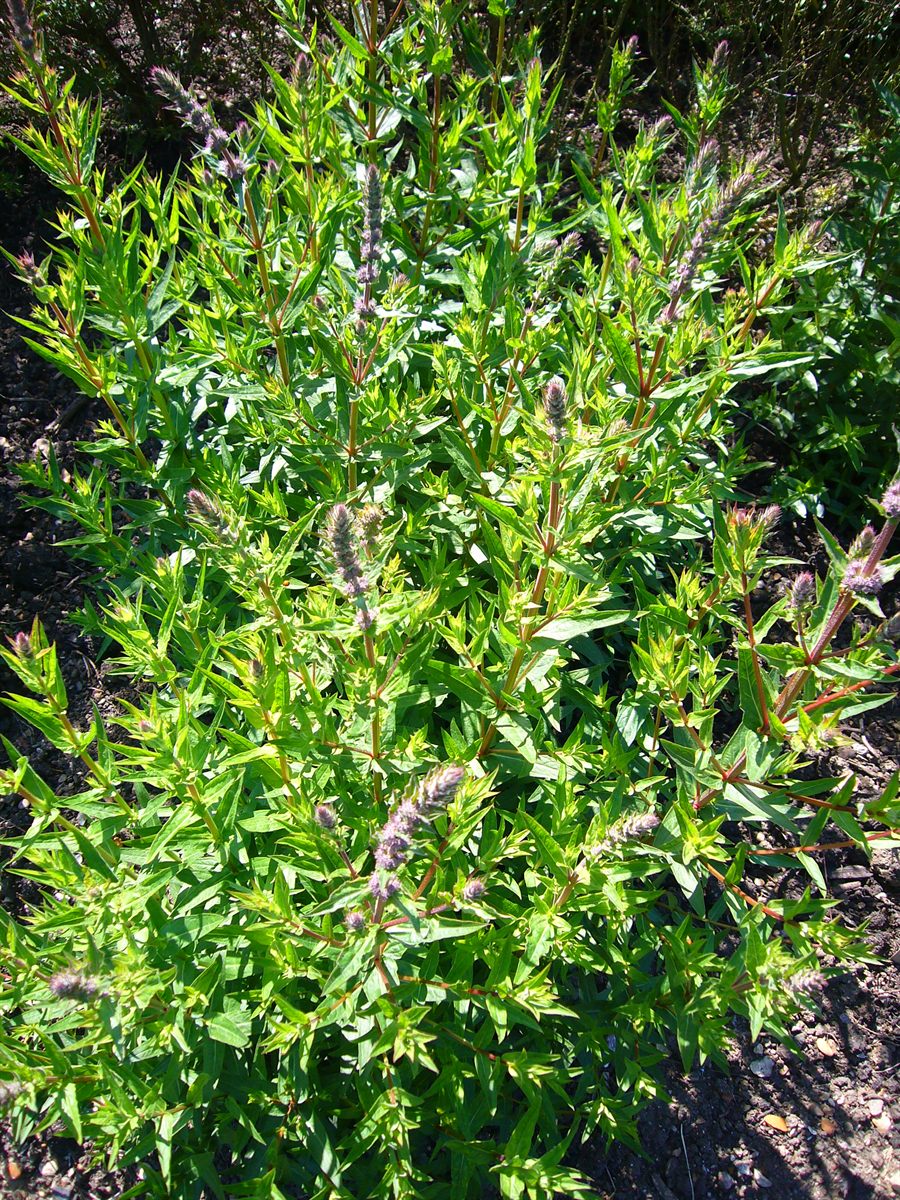 Gewöhnlicher Blutweiderich (Lythrum salicaria L.)