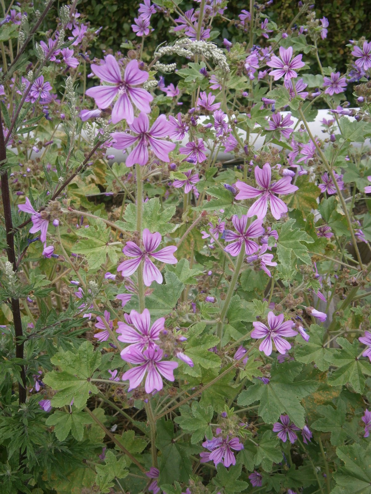 Wilde Malve (Malva sylvestris L.)