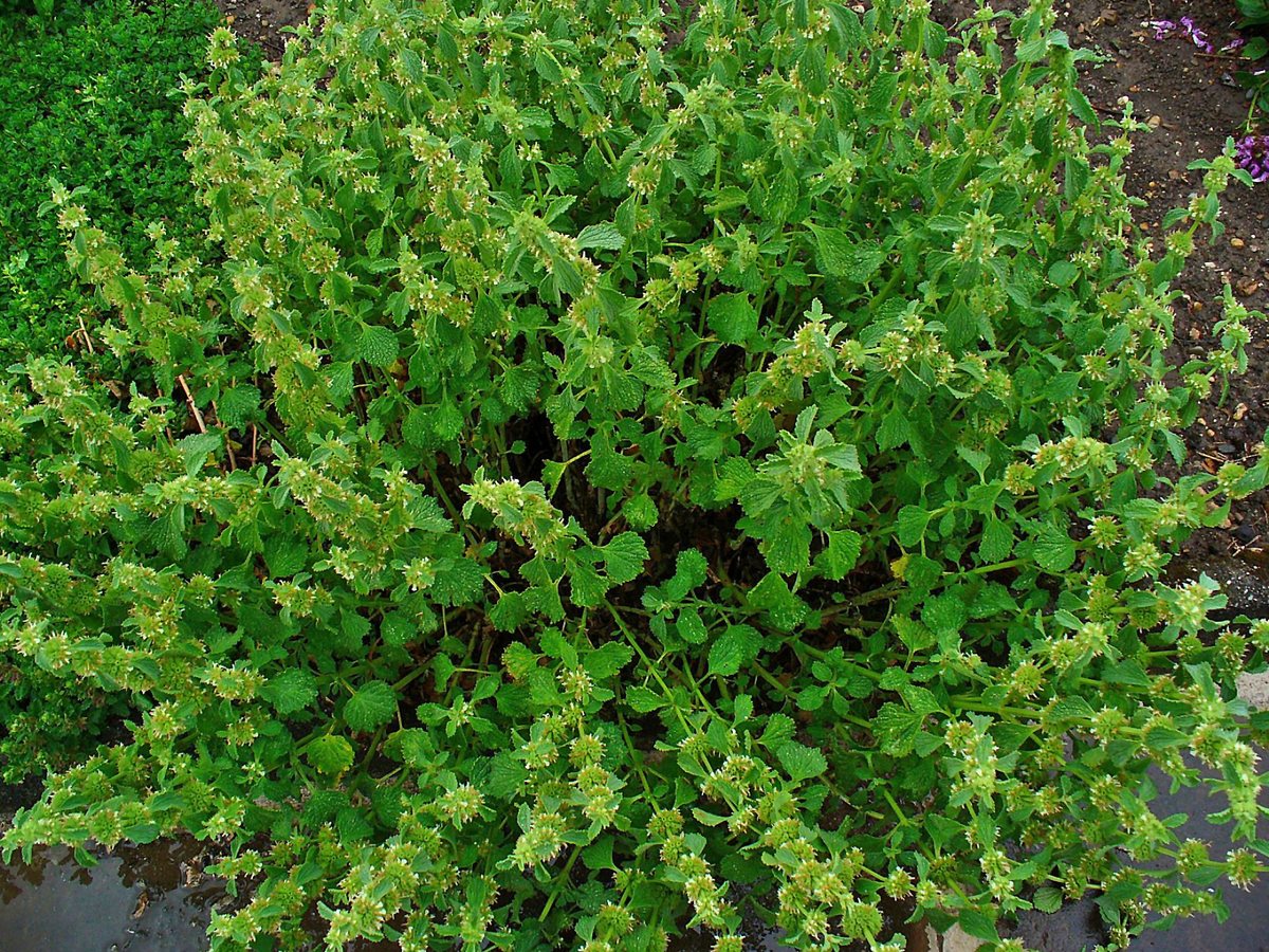 Gewöhnlicher Andorn (Marrubium vulgare L.)