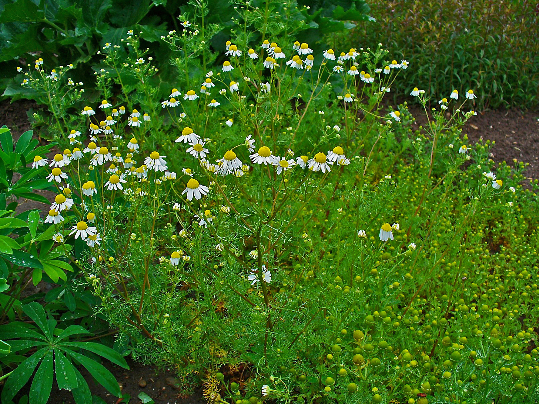 Echte Kamille (Matricaria chamomilla L.)