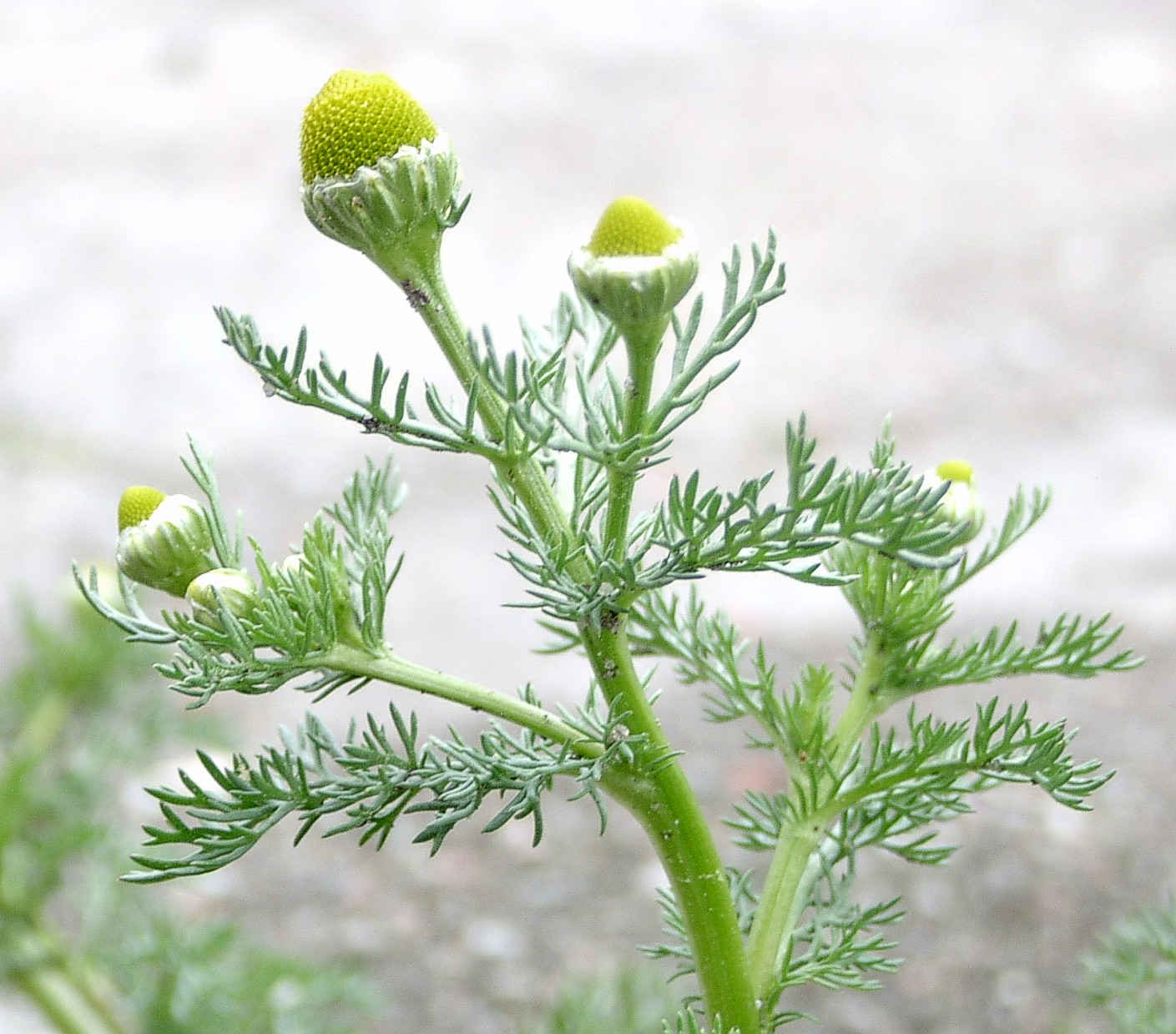 Strahlenlose Kamille (Matricaria discoidea DC.)