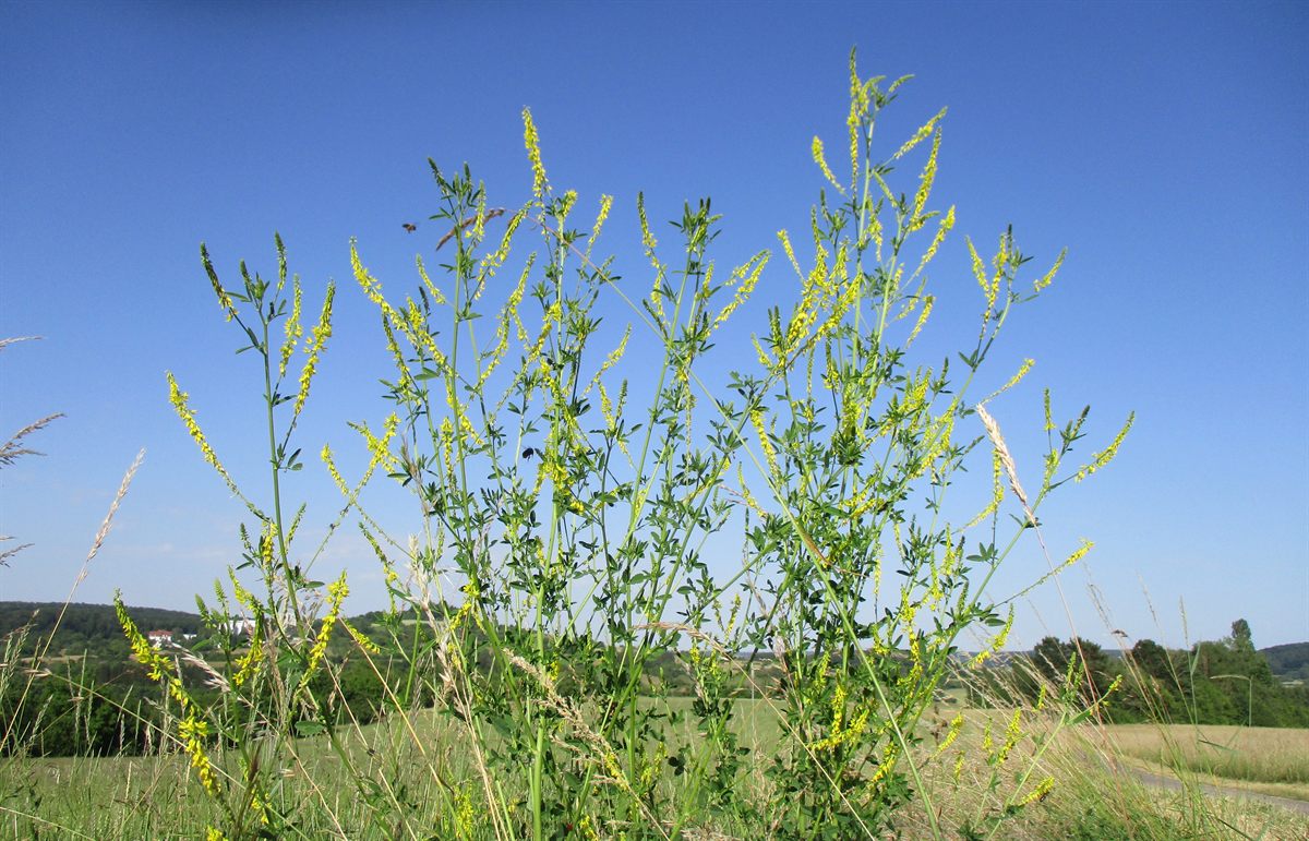 Echter Steinklee (Melilotus officinalis (L.) Lam.)