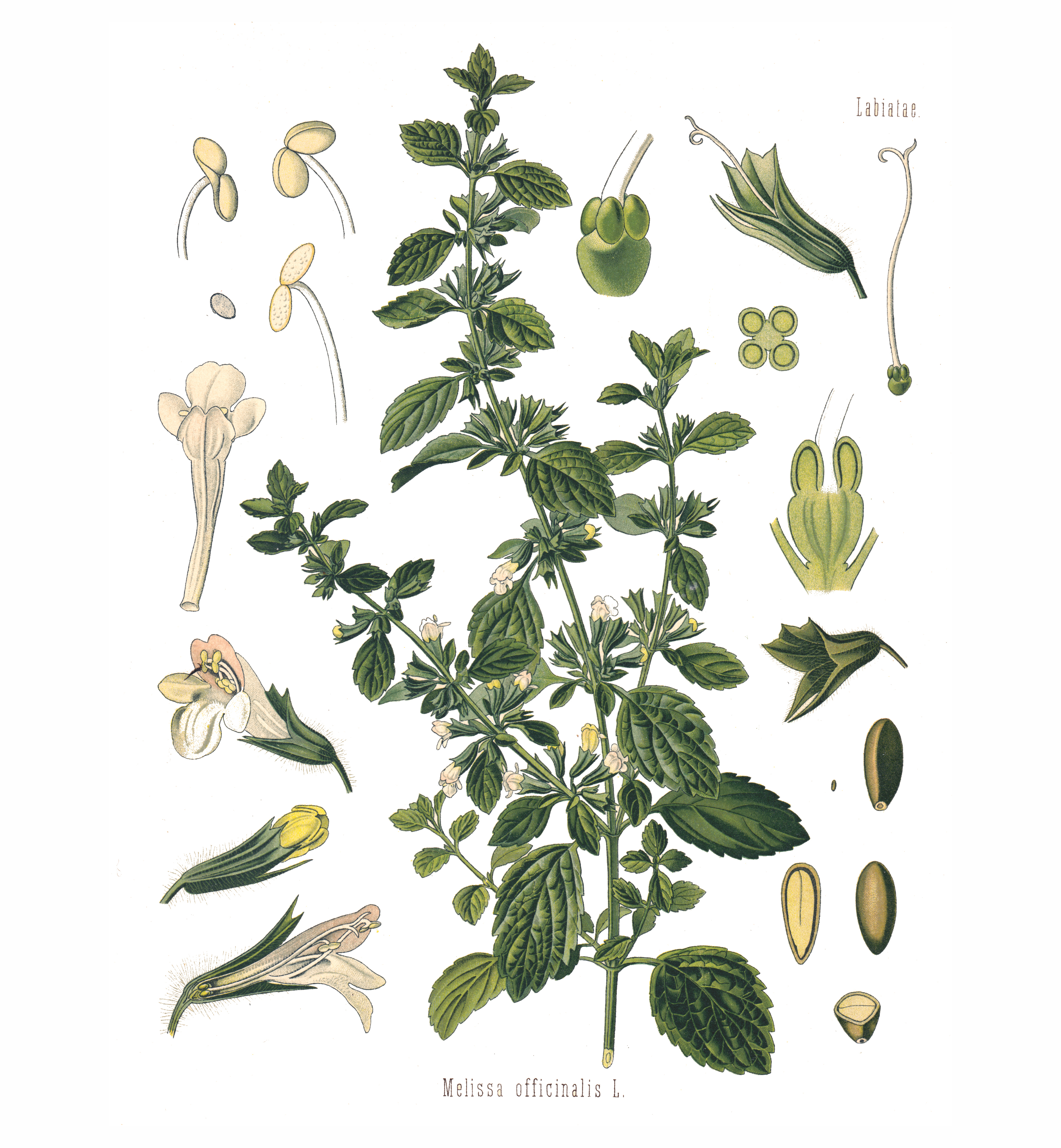 Zitronenmelisse (Melissa officinalis L.)