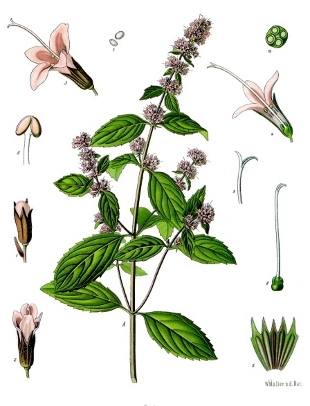 Pfefferminze (Mentha × piperita L.)