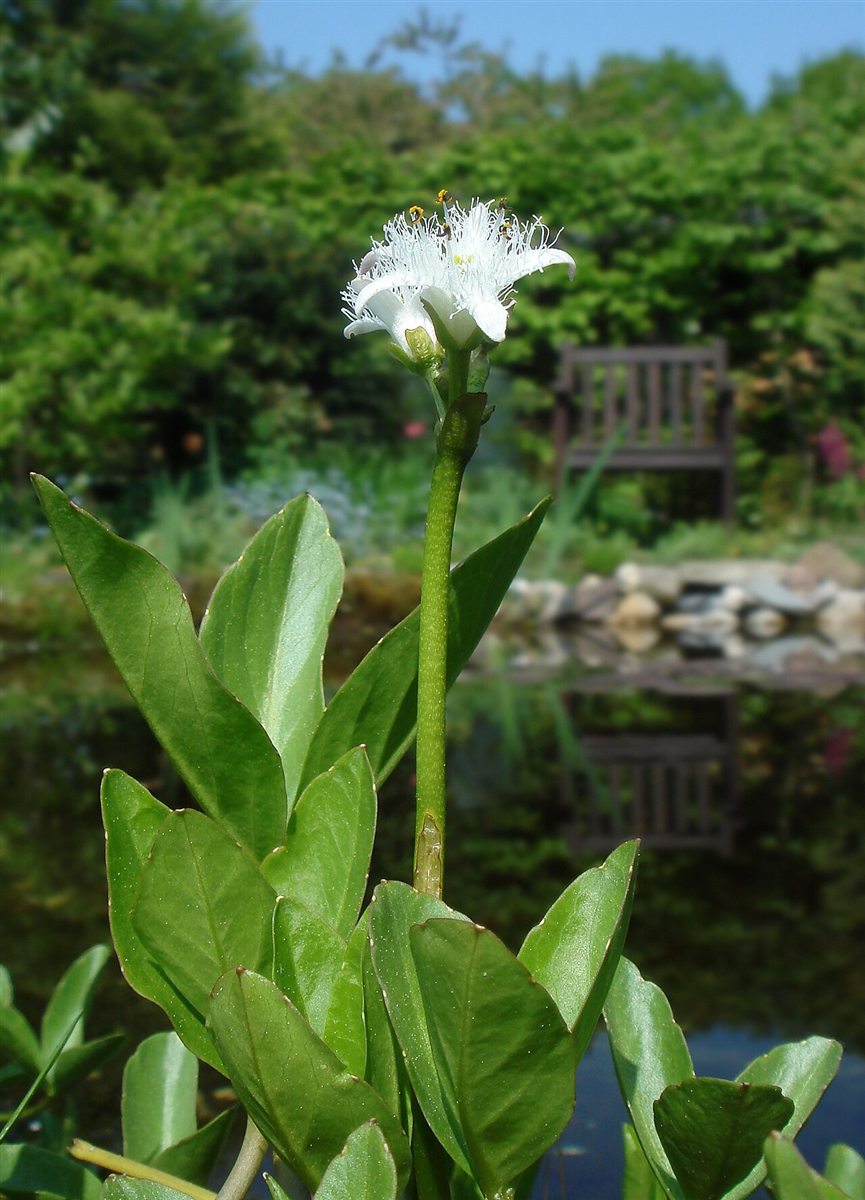 Fieberklee (Menyanthes trifoliata L.)