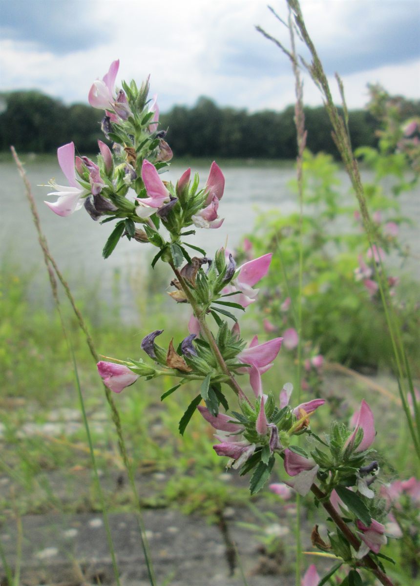 Dornige Hauhechel (Ononis spinosa L., nom. cons., s. str.)