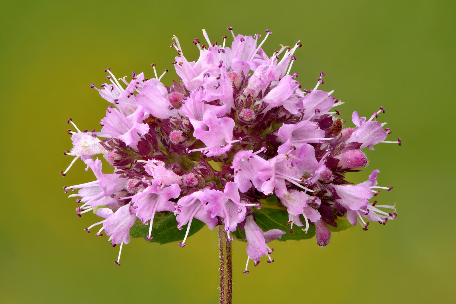 Dost (Origanum vulgare L.)