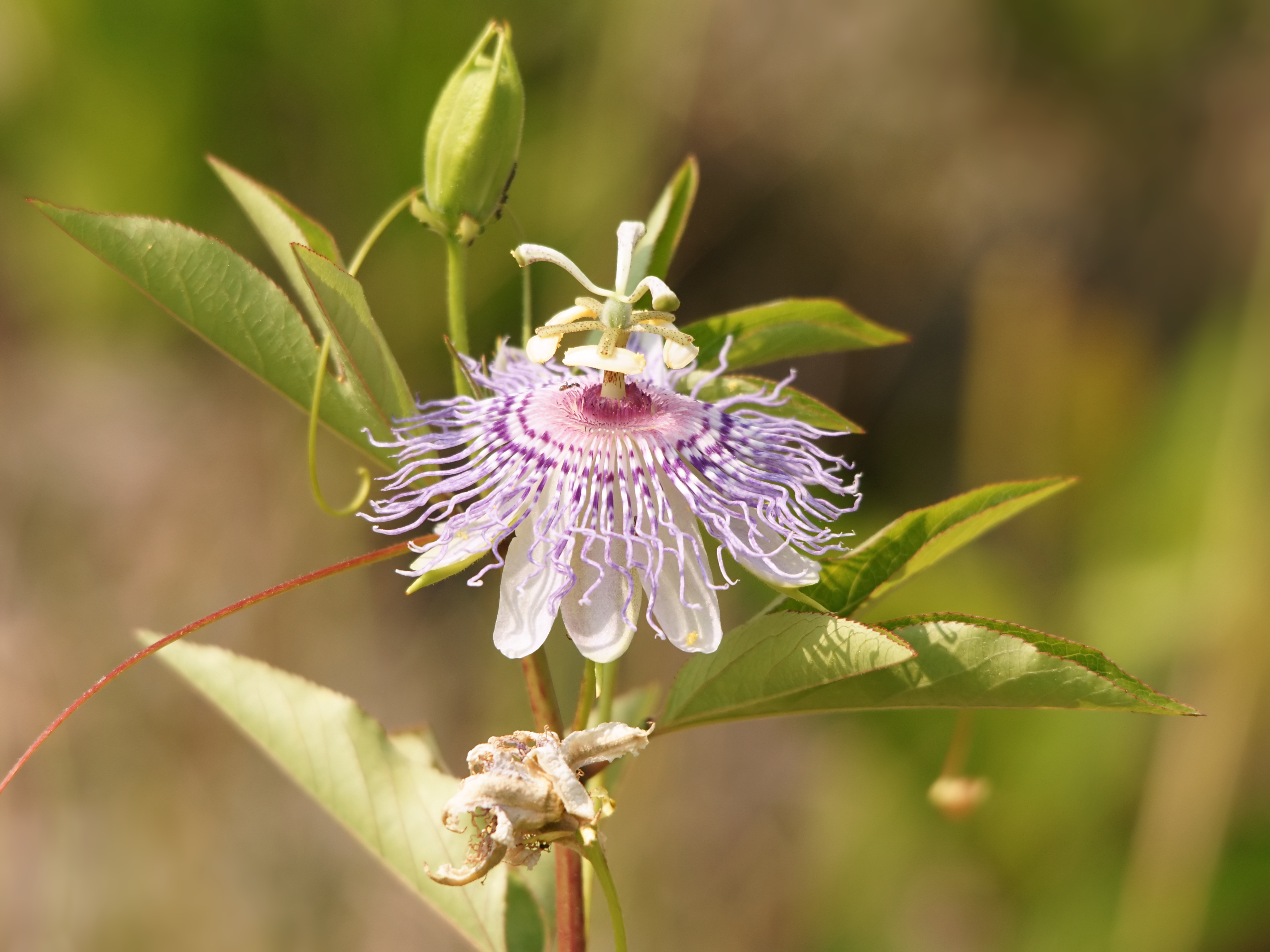 Passionsblume (Passiflora incarnata L.)