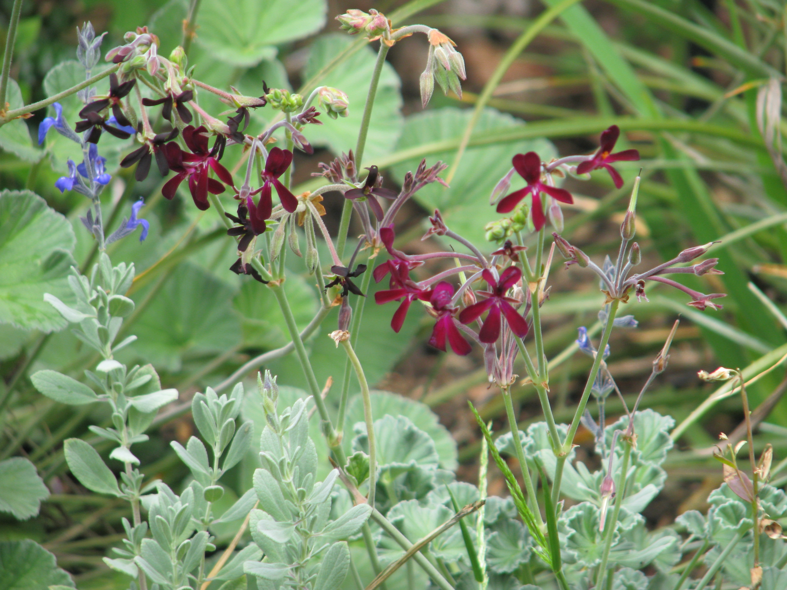 Kapland-Pelargonie (Pelargonium sidoides DC.)