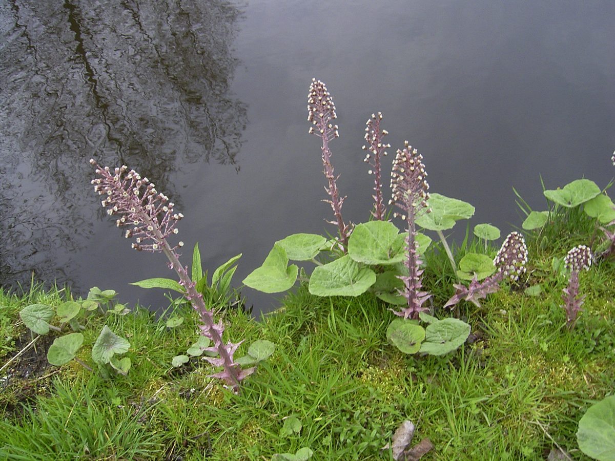 Gewöhnliche Pestwurz (Petasites hybridus (L.) G.Gaertn., B.Mey. & Scherb.)