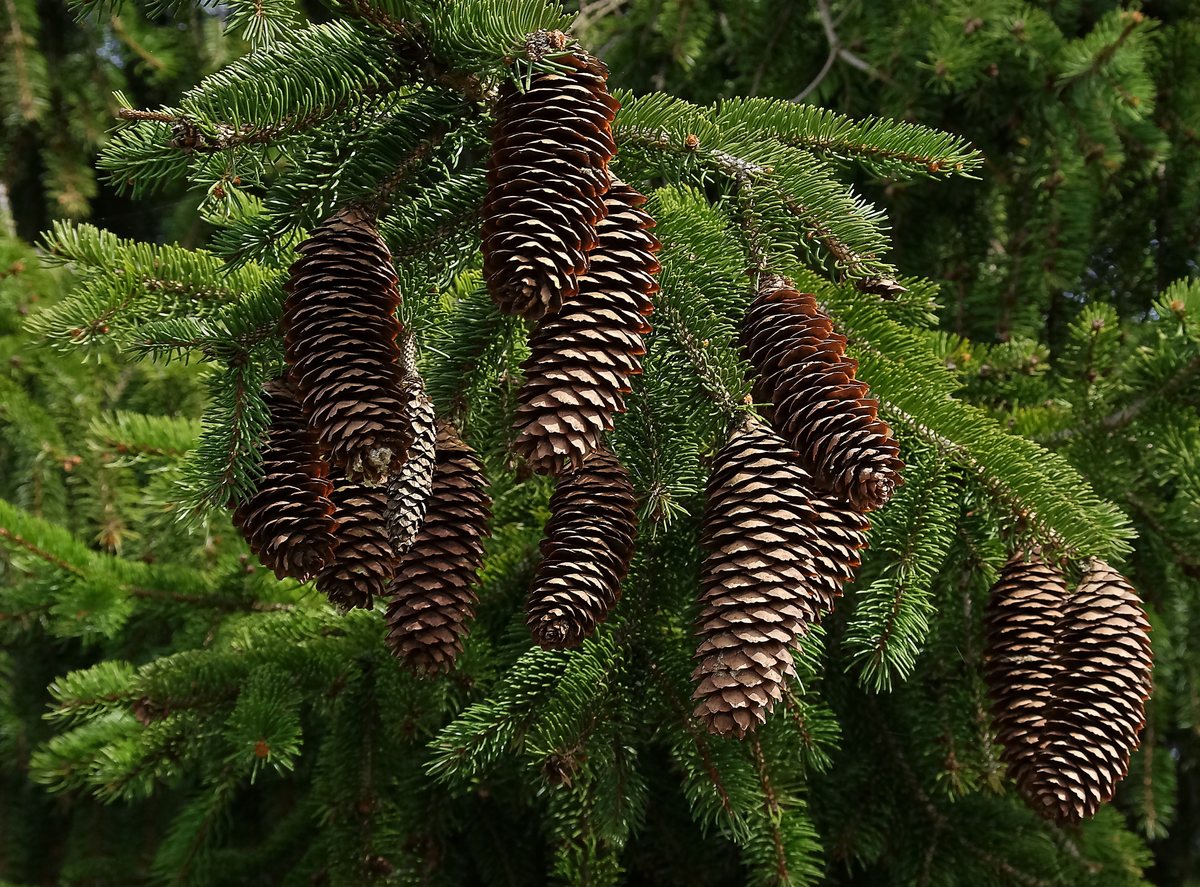 Gemeine Fichte (Picea abies (L.) H.Karst.)
