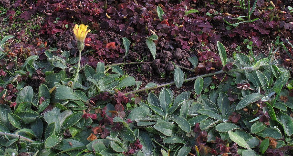 Kleines Habichtskraut (Pilosella officinarum F.W.Schultz & Sch.Bip.)