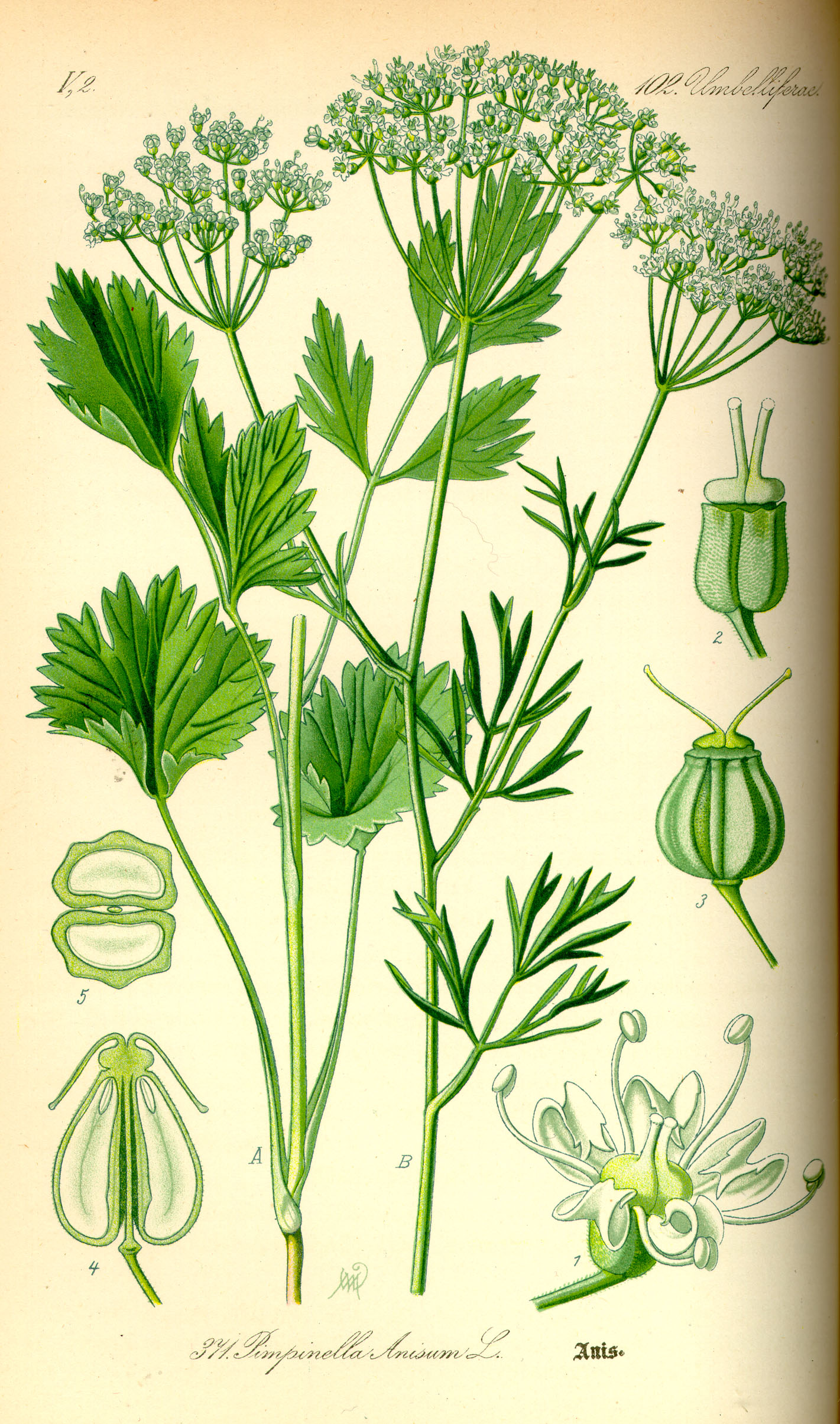 Anis (Pimpinella anisum L.)