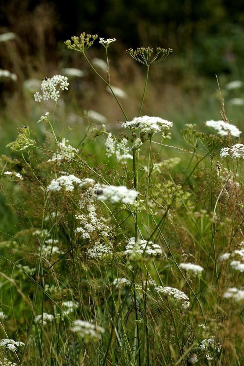 Kleine Bibernelle (Pimpinella saxifraga L.)