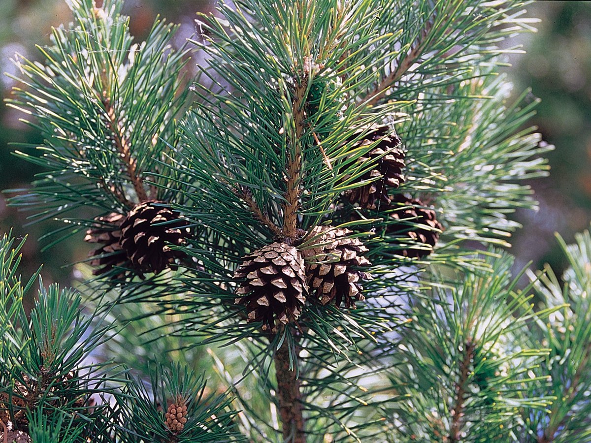 Waldkiefer (Pinus sylvestris L.)