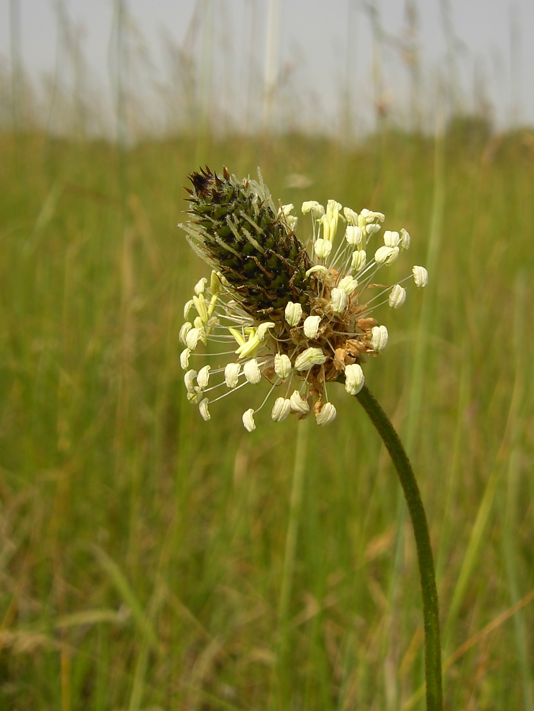 Spitzwegerich (Plantago lanceolata L.)