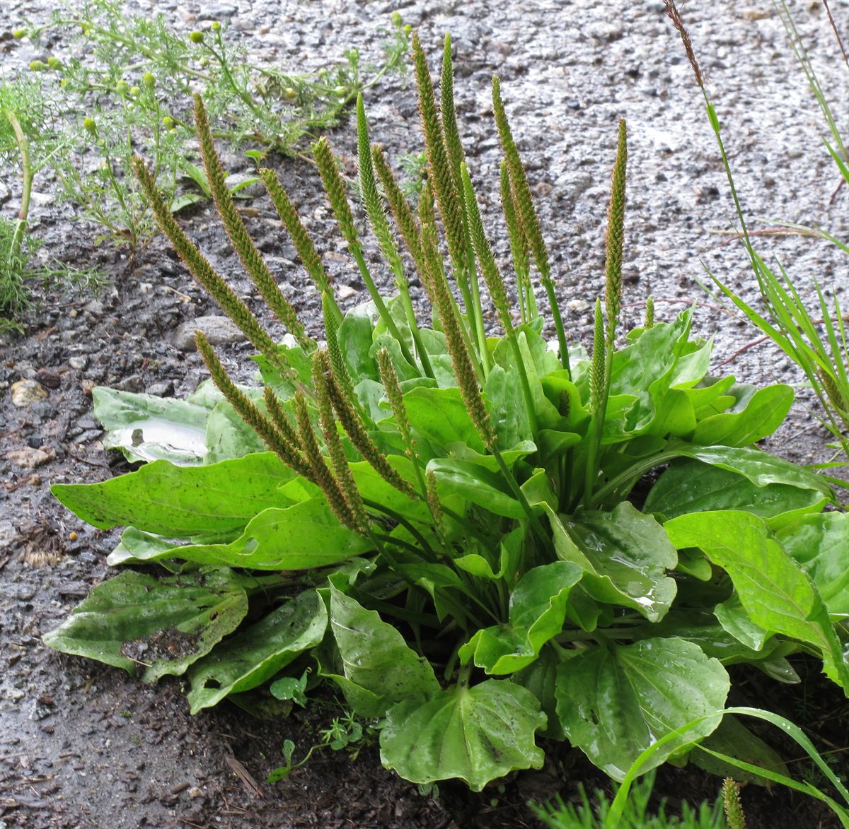 Breitwegerich (Plantago major L.)