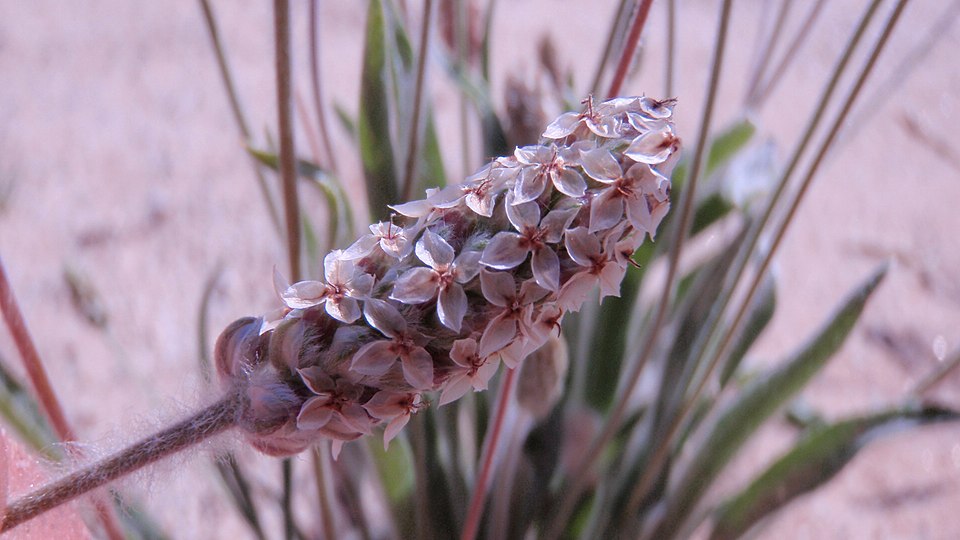 Flohsamen-Wegerich (Plantago ovata Forssk.)