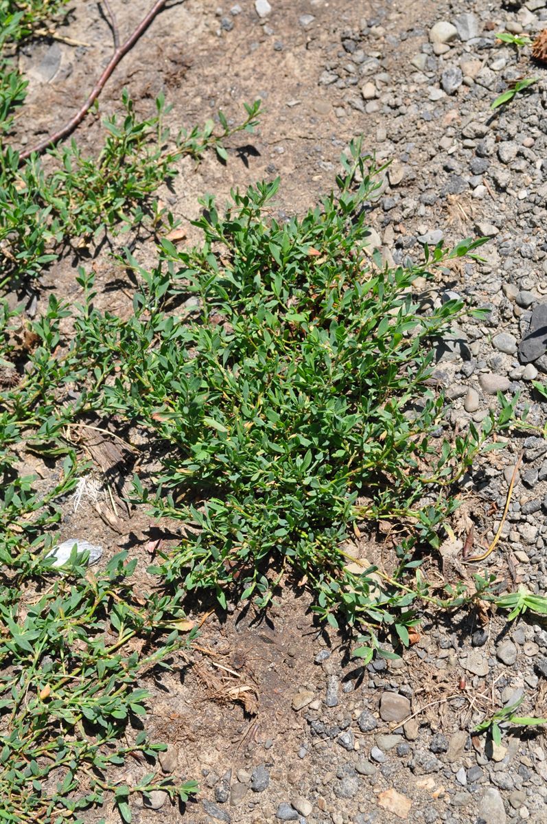Echter Vogelknöterich (Polygonum aviculare L.)