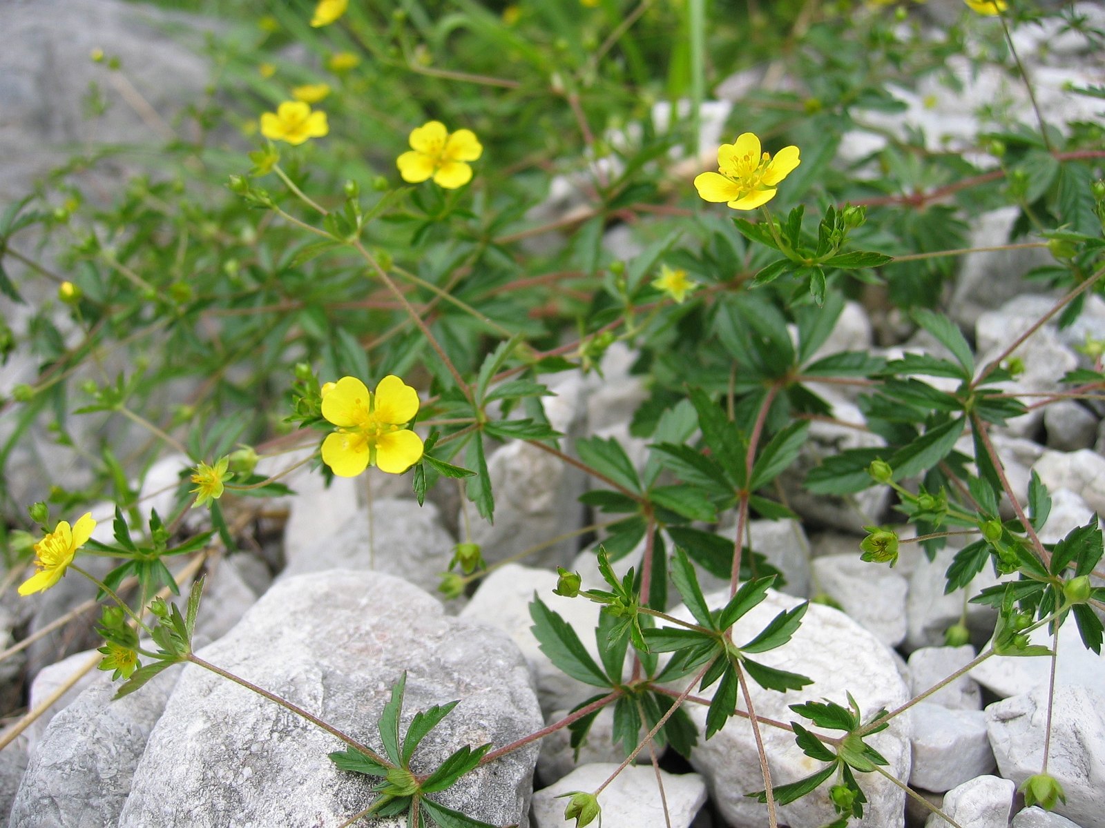Blutwurz (Potentilla erecta (L.) Raeusch.)