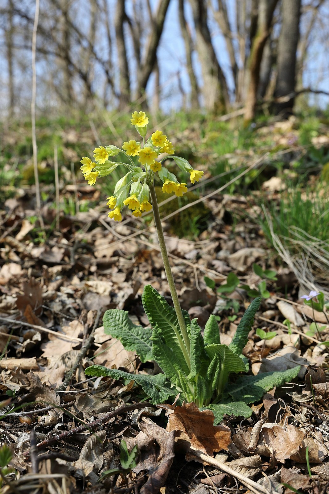 Echte Schlüsselblume (Primula veris L.)