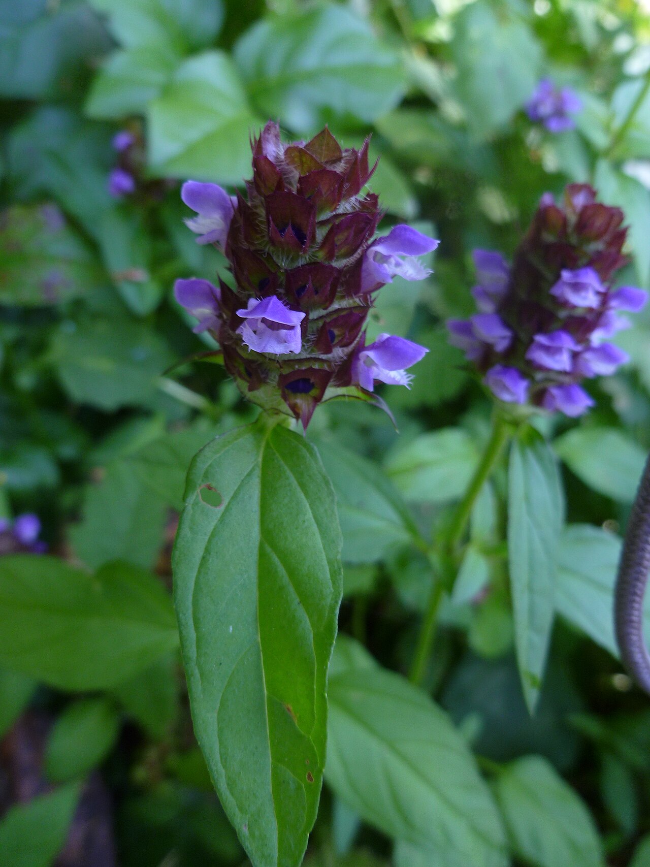 Kleine Braunelle (Prunella vulgaris L.)