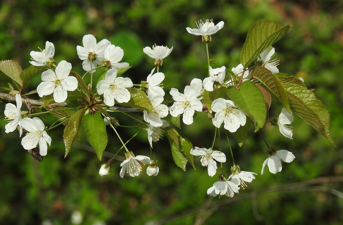 Vogel-Kirsche (Prunus avium (L.) L.)