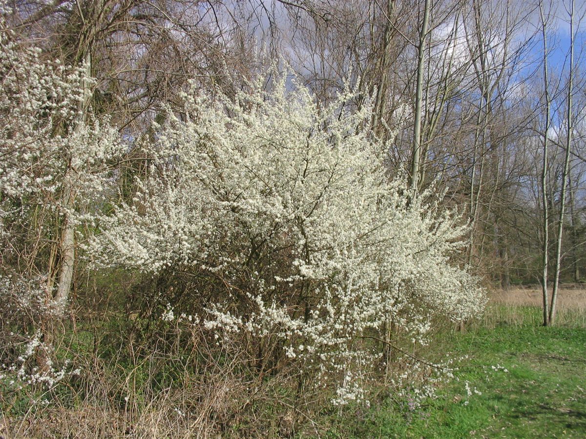 Schlehe (Prunus spinosa L.)
