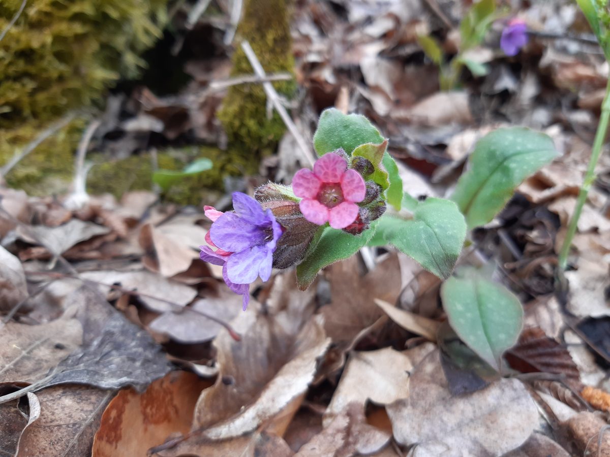 Geflecktes Lungenkraut (Pulmonaria officinalis L.)