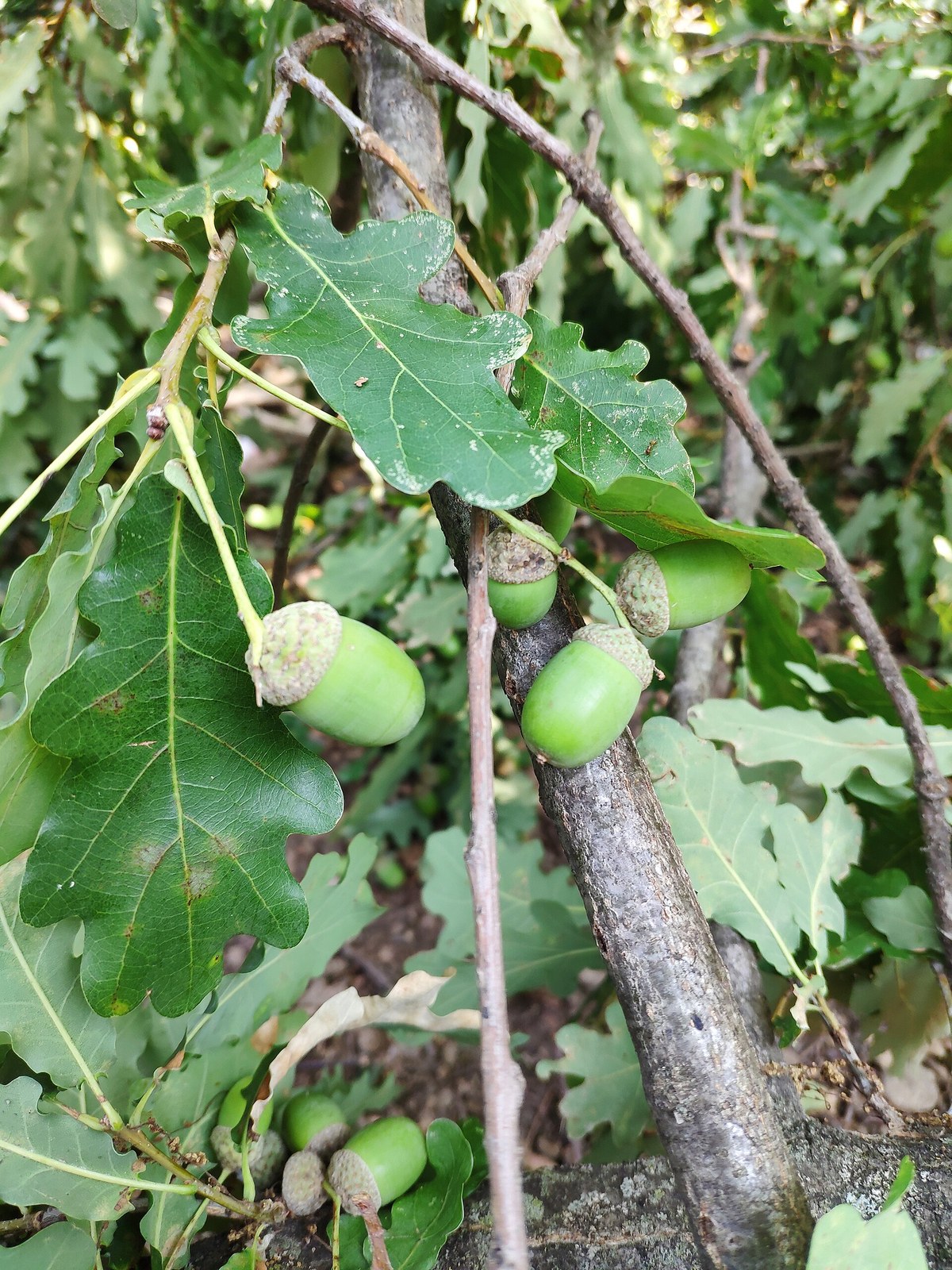 Stieleiche (Quercus robur L.)