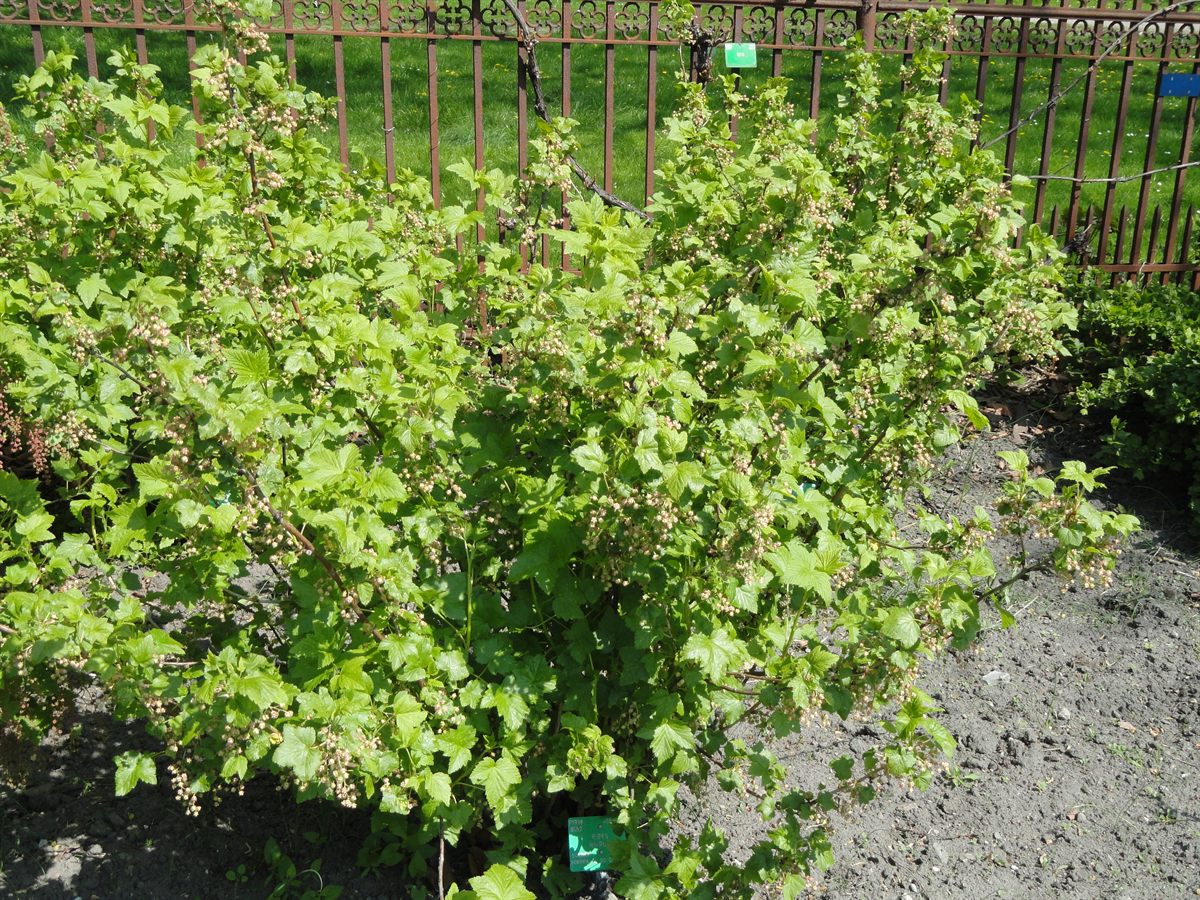 Schwarze Johannisbeere (Ribes nigrum L.)
