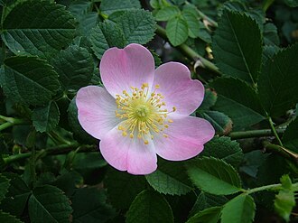 Hundsrose (Rosa canina L.)