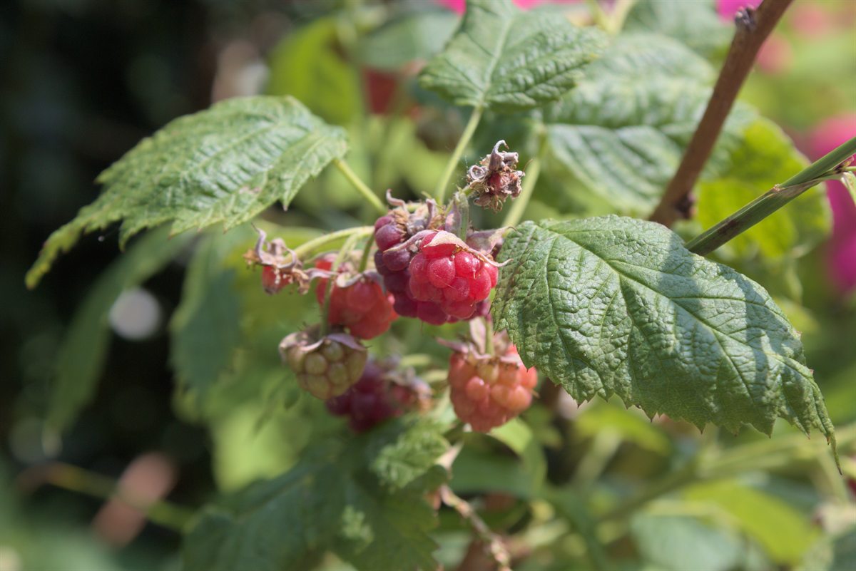 Himbeere (Rubus idaeus L.)