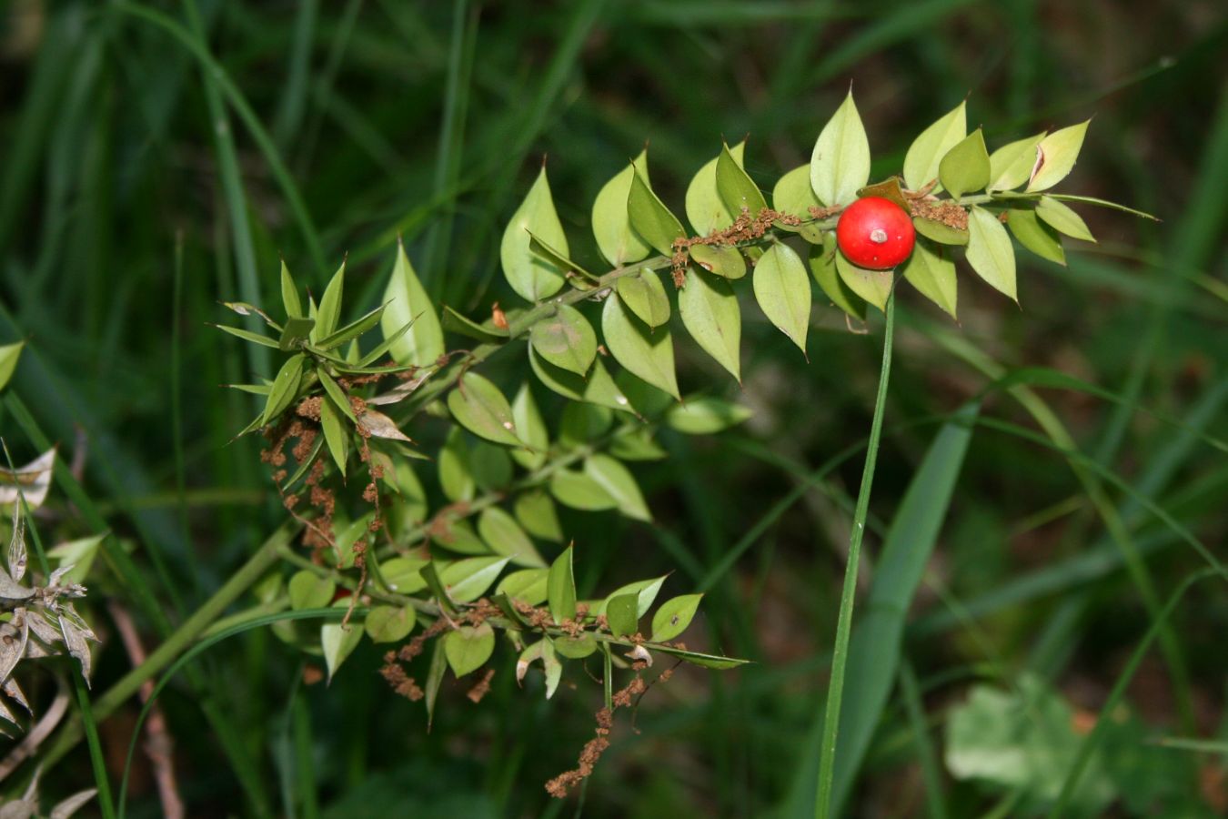 Mäusedorn (Ruscus aculeatus L.)