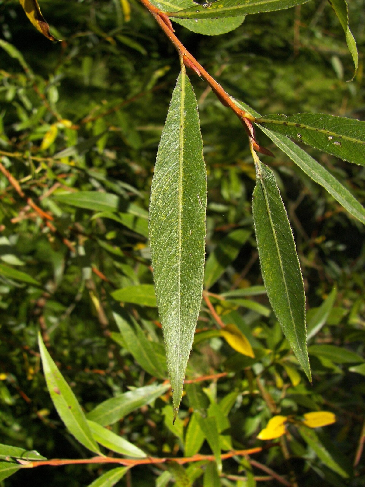 Silber-Weide (Salix alba L.)