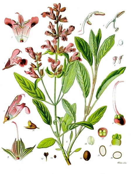 Echter Salbei (Salvia officinalis L.)